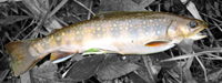 Wisconson Brookie