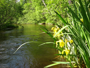 Bois Brule River