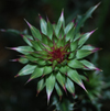 Flowers of the Llano Estacada