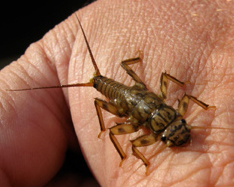 golden stonefly