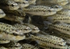 Guadalupe Bass Release, phot by Chas A Fountain