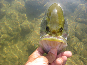 Llano bass