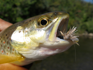 pecos brown and elk hair caddis